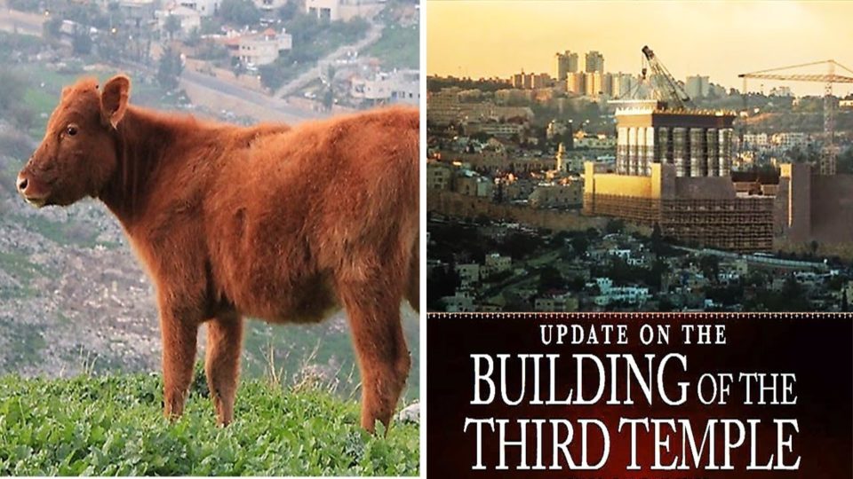 Real Jews Discuss The Importance of Red Heifer Born in Israel Lines