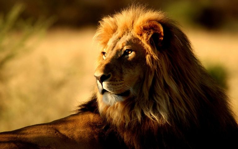 cool-lion-images-hd-2560x1600